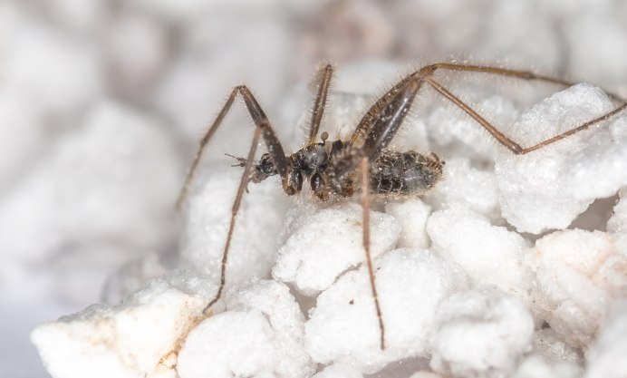 Chionea lutescens