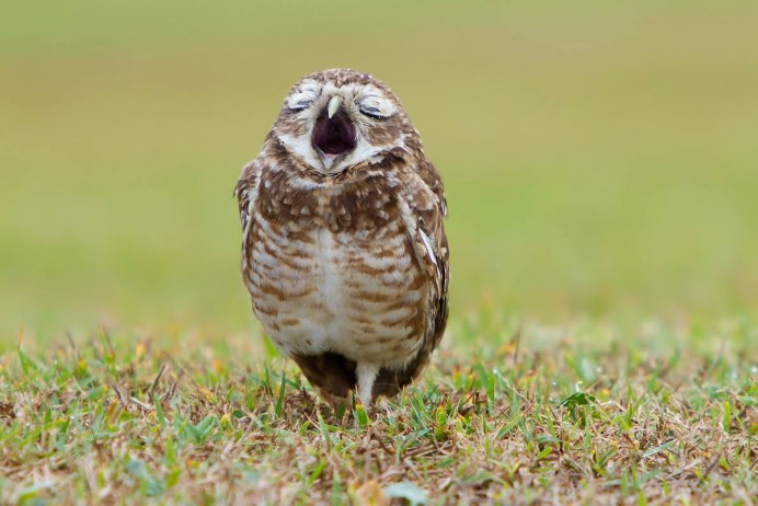 Сова балдеет