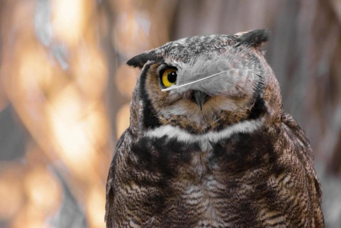 Хохочущая Сова