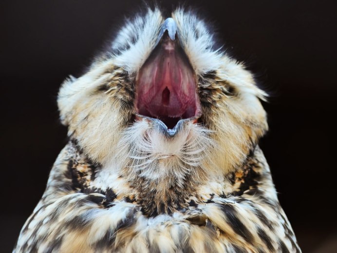 Сонная Сова