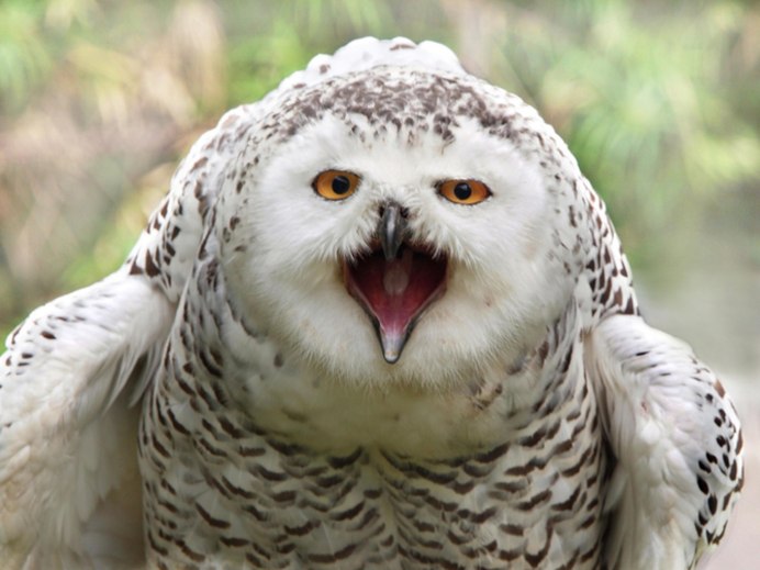 Неясыть зевает