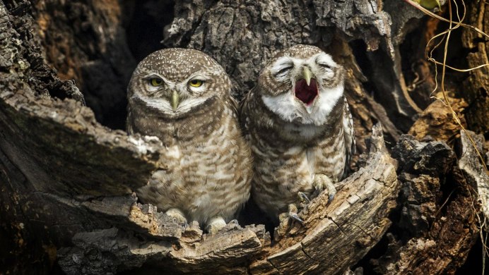 Сова Терминатор фото картинки