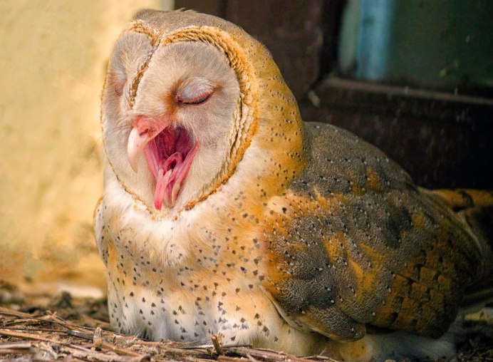 Сипуха детеныш