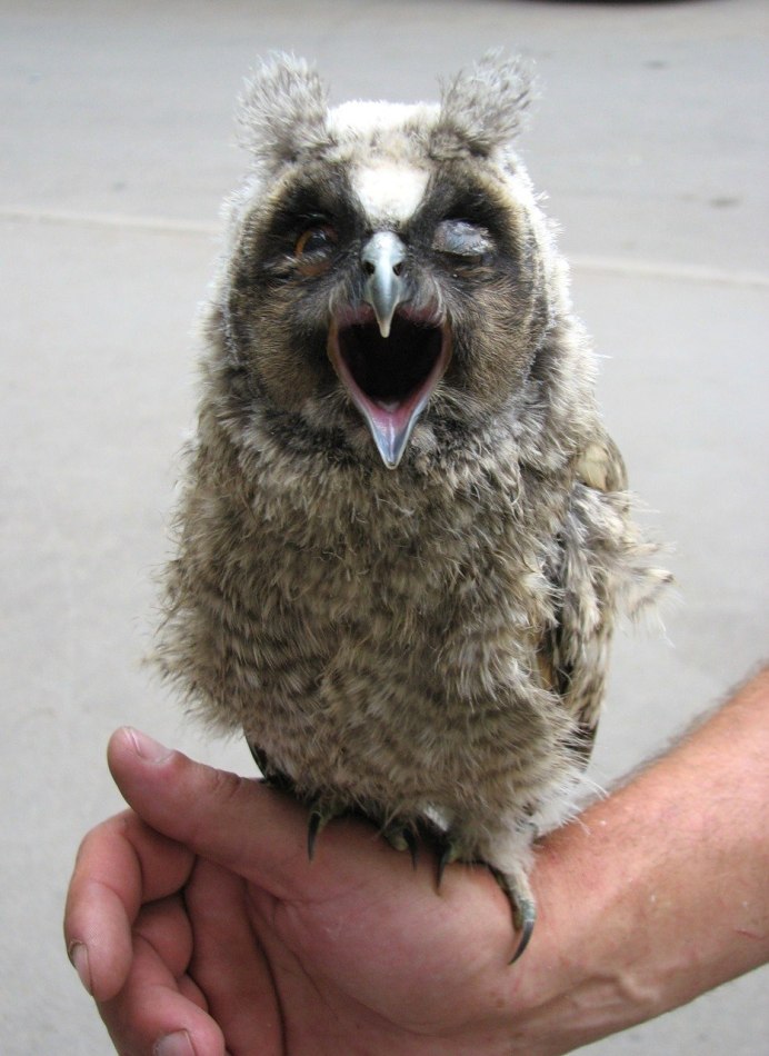 Бледный Филин