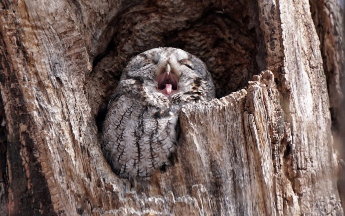 Сова сипуха Оскар