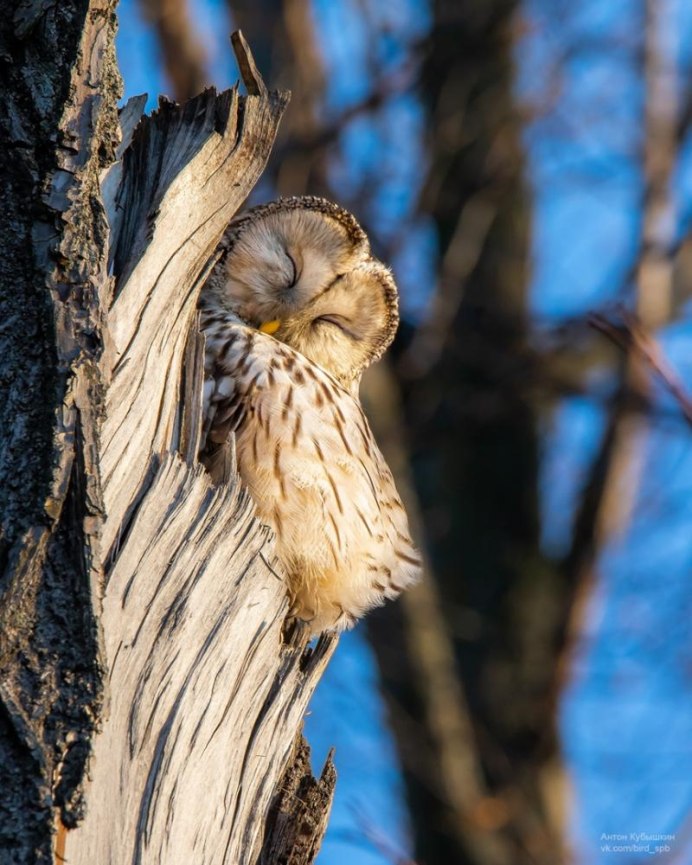 Смешные Совы