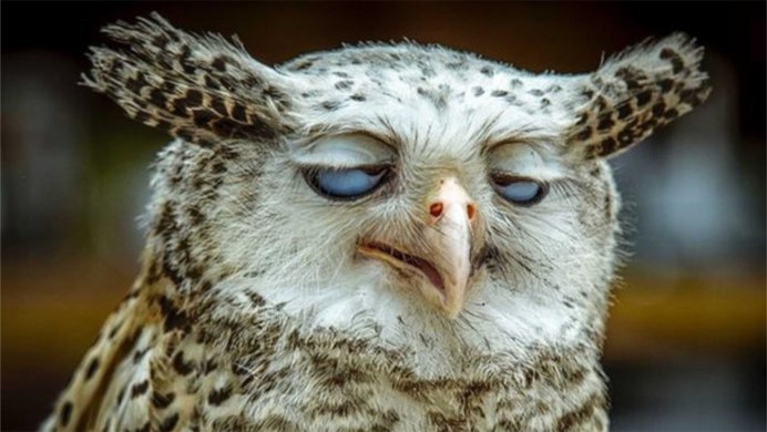 Гнездо Совы в дупле