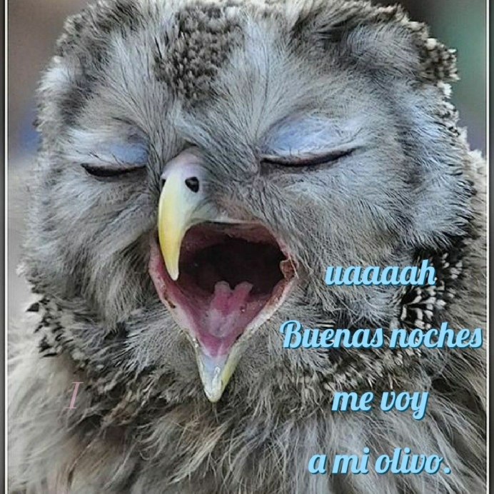 Североамериканская Сова