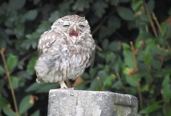 Растрепанная Сова