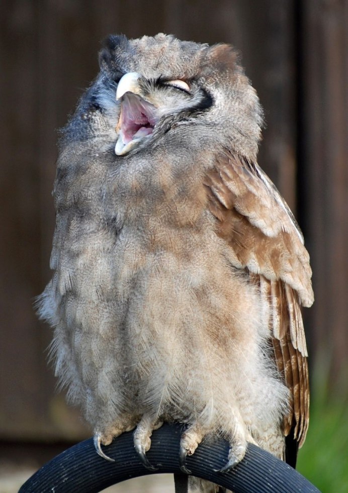 Добрая Сова