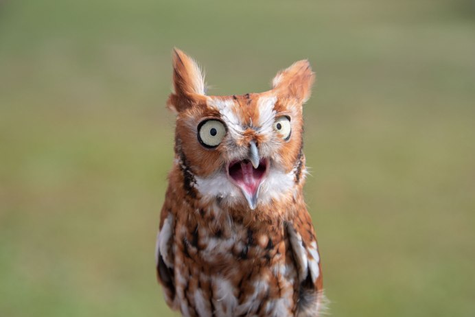 Сумасшедшая Сова