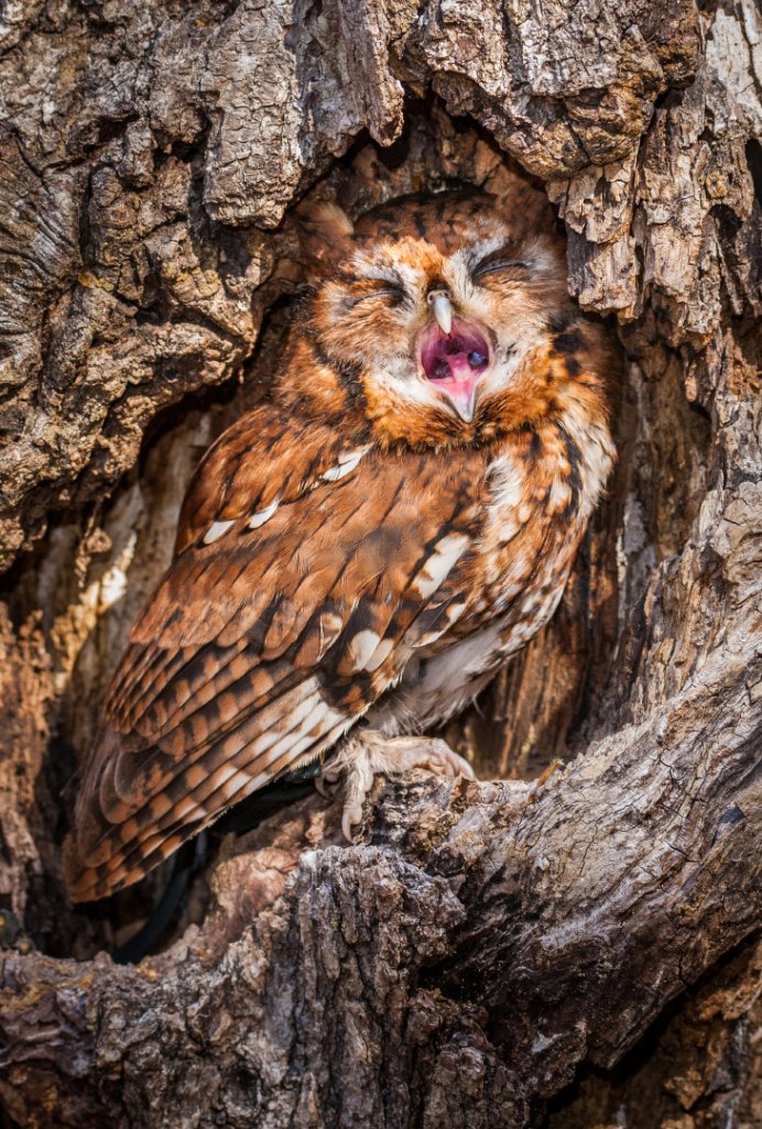 Спящий Совенок