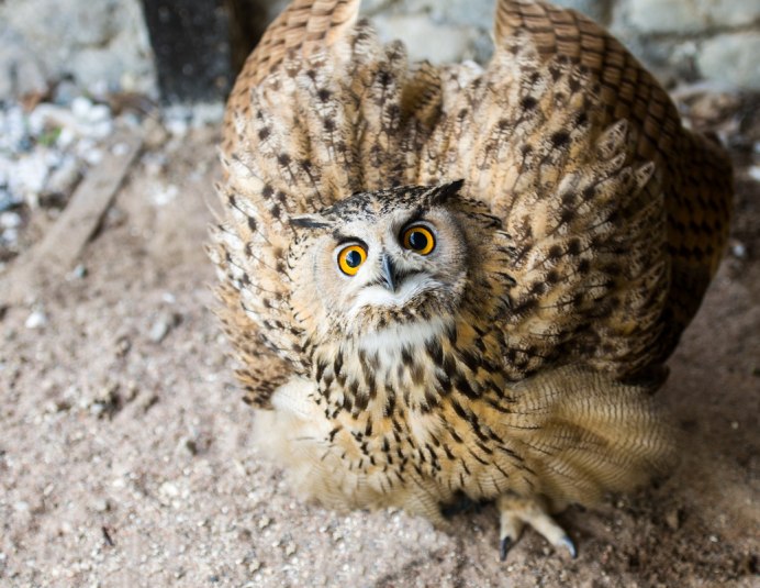 Полярная Сова толстая