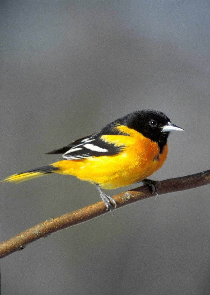 American Goldfinch птица
