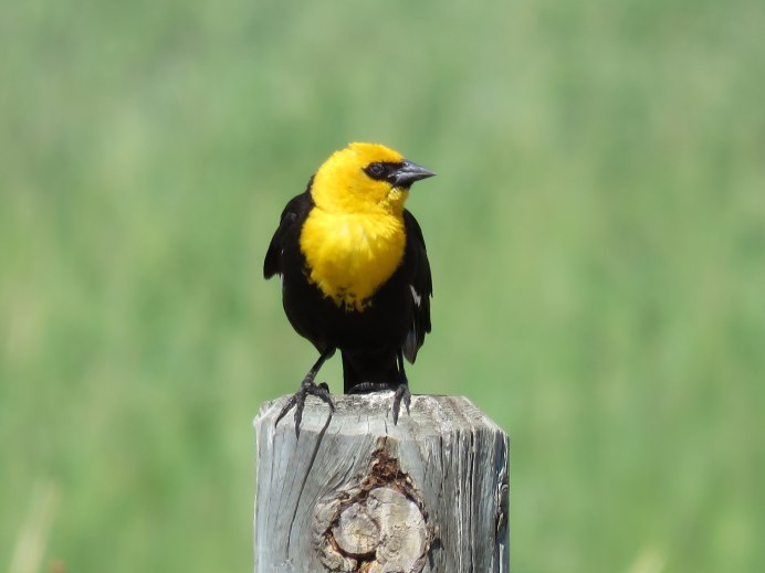 American Goldfinch птица