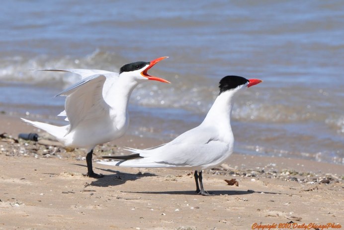 Чайка чеграва