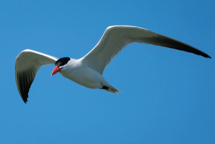 Чеграва птица