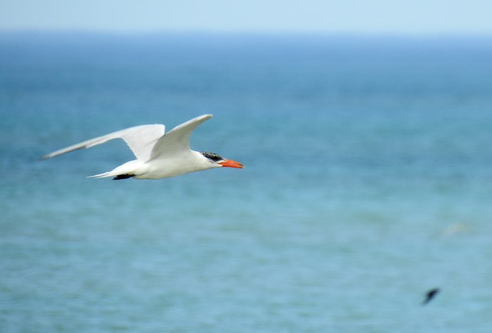 Чеграва птица