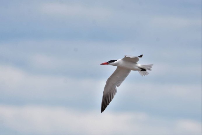 Полярная крачка