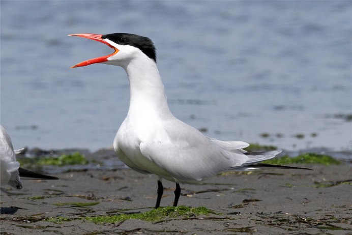 Полярная крачка в Арктике