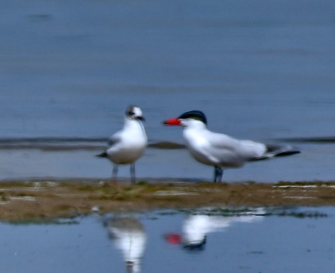 Чеграва (Hydroprogne Caspia)