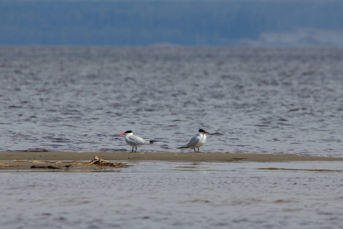 Черноморская крачка
