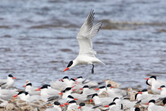 Байкал птицы колония чегравы