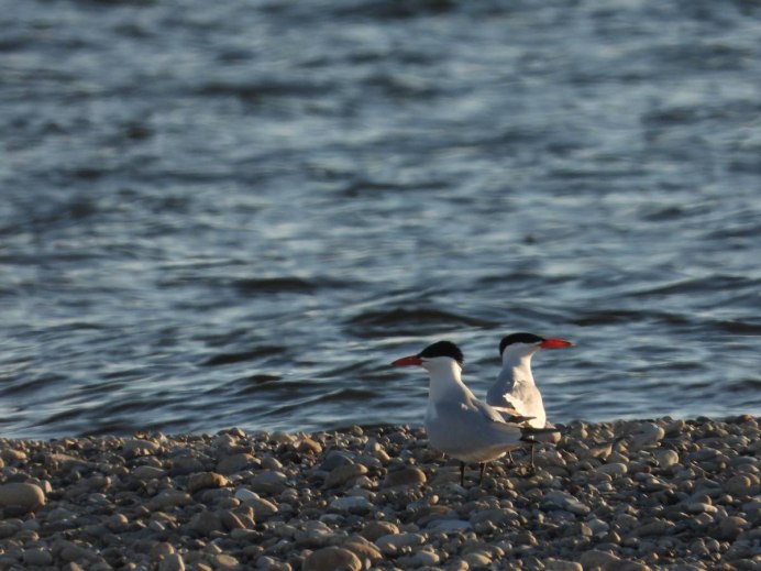 Caspian Tern