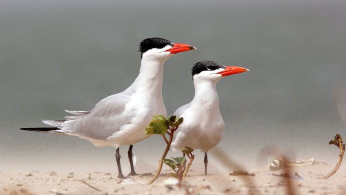 Чеграва фото