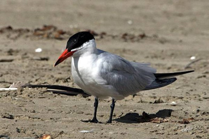 Чеграва птица