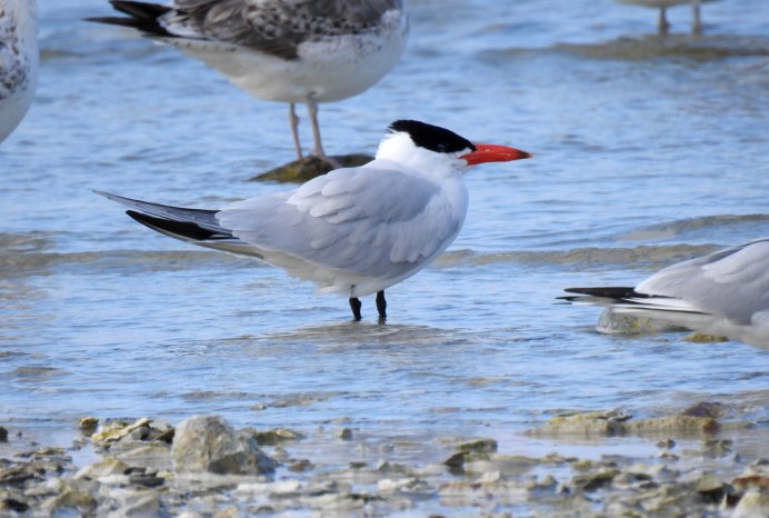 Чеграва птица фото