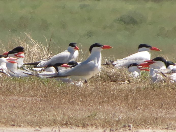 Камчатская крачка