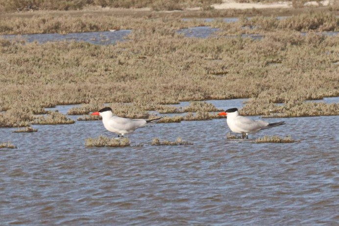 Чеграва Hydroprogne Caspia (Pallas, 1770)