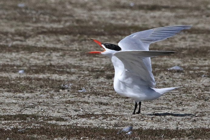 Крачка Инка птенец