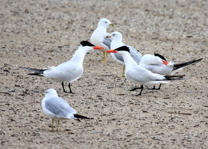 Охрана чеграва