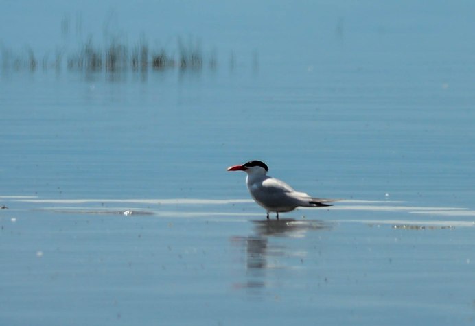 Полярная крачка большого арктического заповедника