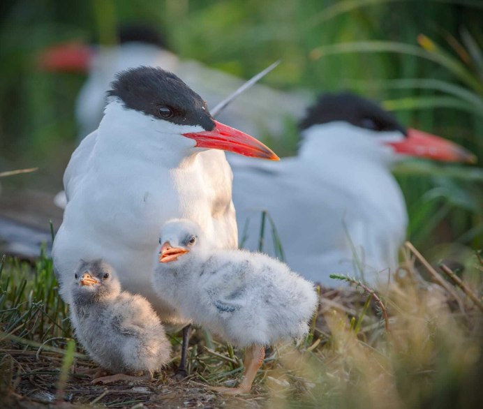 Чеграва (Hydroprogne Caspia)