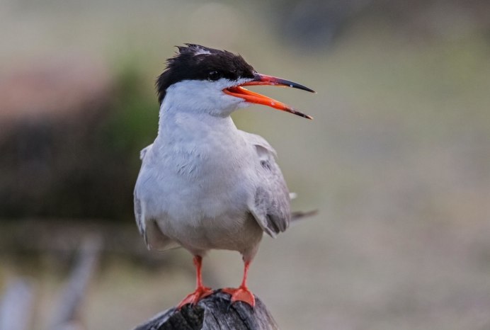 Чеграва в Крыму