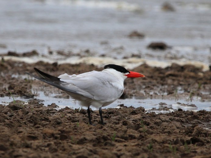 Чайка чеграва