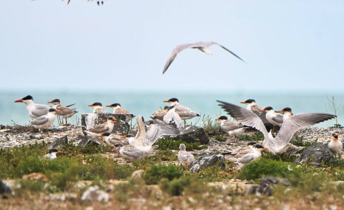 Чеграва на Селенге
