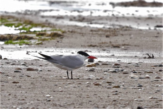 Чеграва размножение