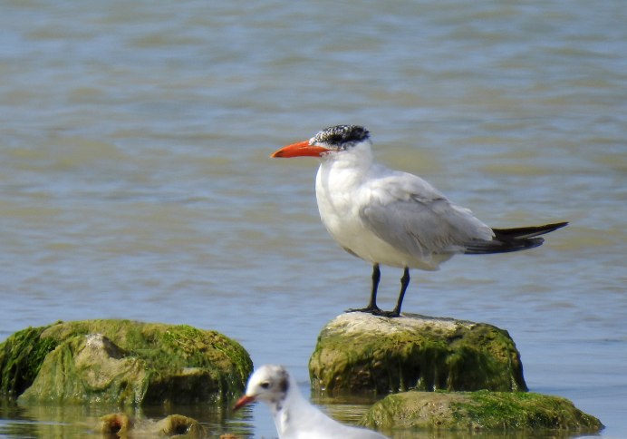 Чеграва (Hydroprogne Caspia)