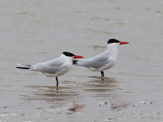 Речная крачка птица