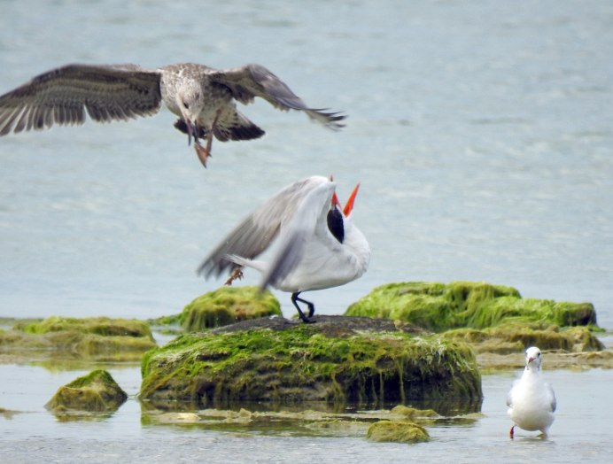 Болотная крачка Удмуртии