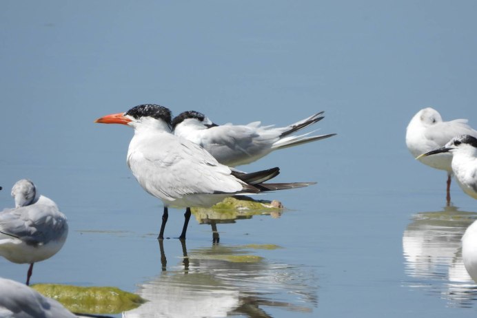 Caspian Tern