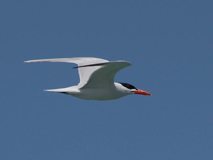 Чайка чеграва