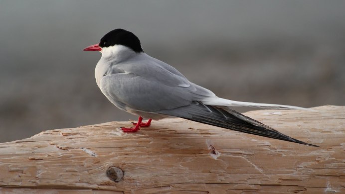 Чеграва Каспиан фото птицы