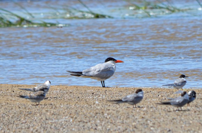 Полярная крачка