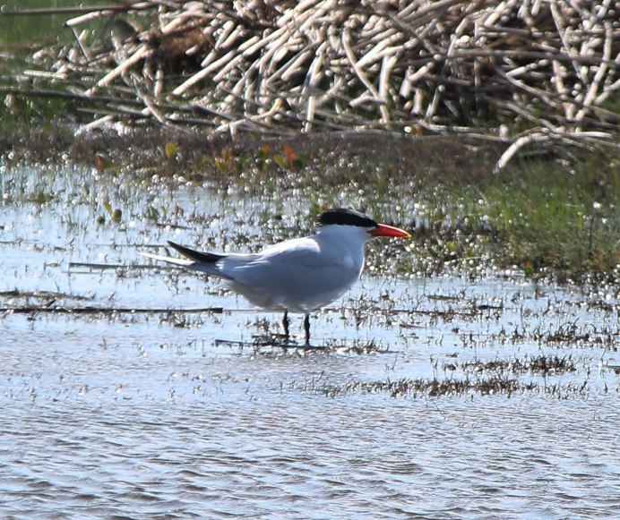 Чеграва на Байкале