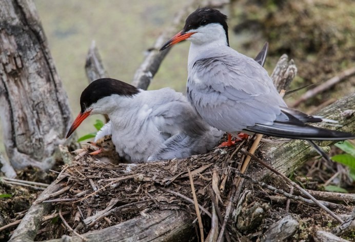 Арктическая крачка